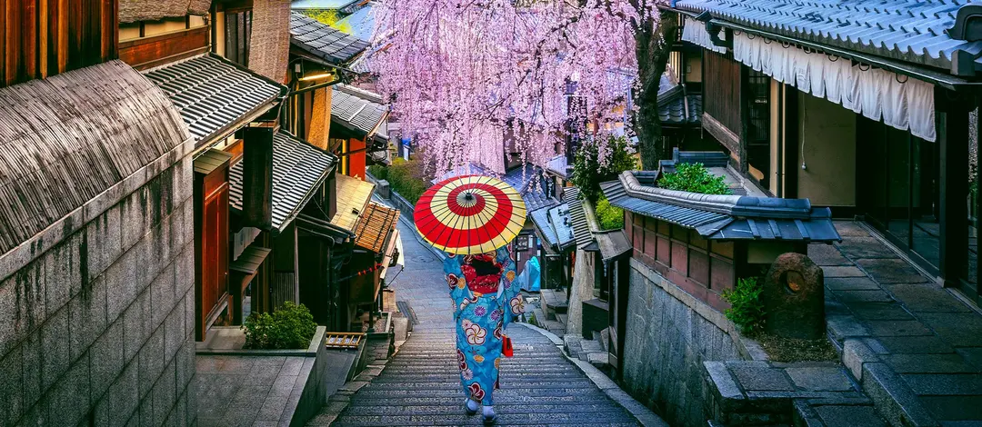 Traveler in traditional clothing beneath cherry blossoms in Kyoto